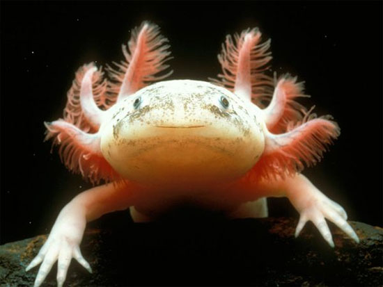 Kỳ giông Axolotl.