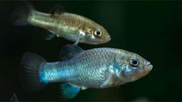 Các nhà khoa học đã tìm ra cách để ngăn loài cá hiếm nhất thế giới khỏi sự tuyệt chủng