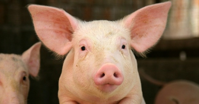 13 loài vật thông minh nhất hành tinh