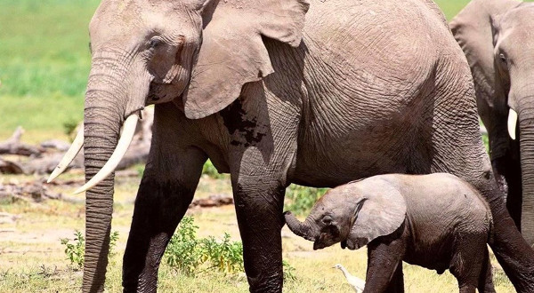 Những khám phá cực hay ho về loài voi khổng lồ