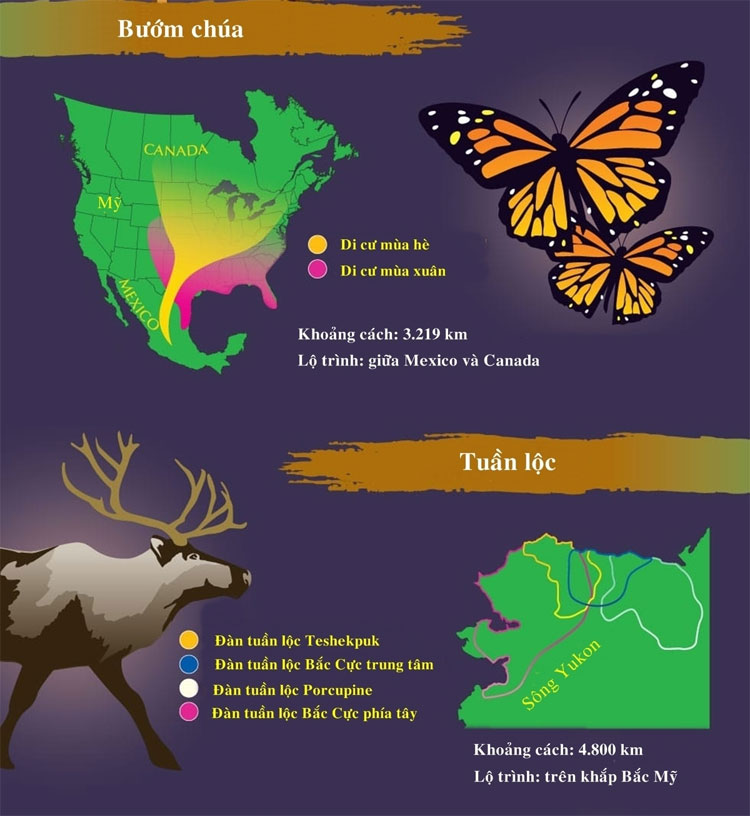 Bướm chúa di cư vào mùa hè và mùa xuân.