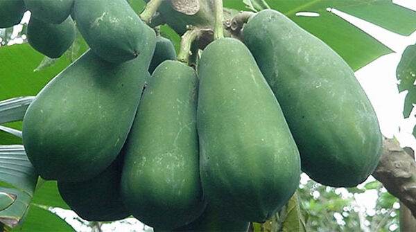 Những tác dụng phụ đáng sợ khi ăn đu đủ, nhiều người không biết vẫn vô tư ăn