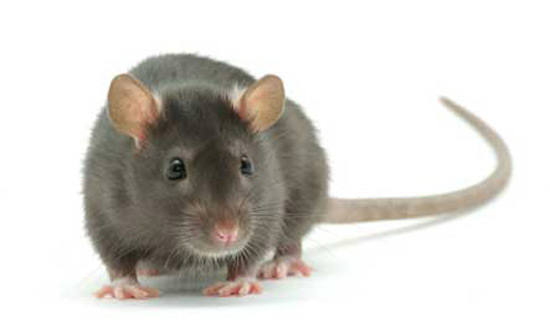 Loài chuột