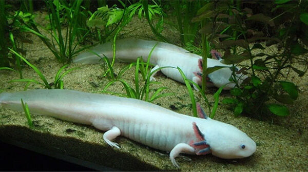 Loài vật có siêu năng lực mà con người "thèm khát"