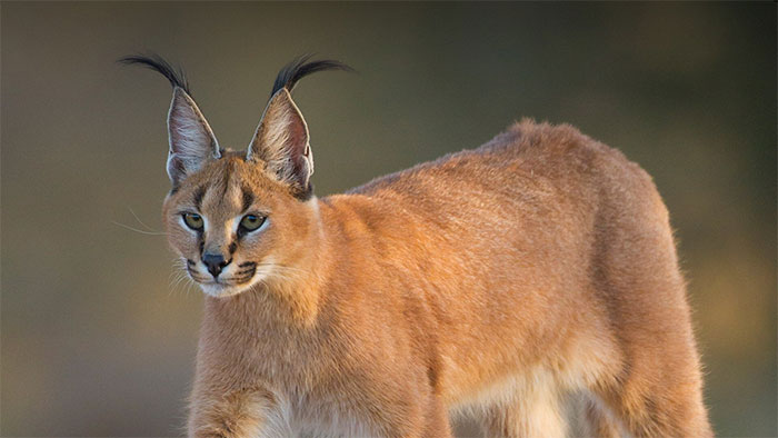 Linh miêu đồng cỏ Caracal caracal.