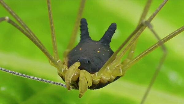 Sự thật về con nhện mọc sừng dễ thương nhất quả đất!