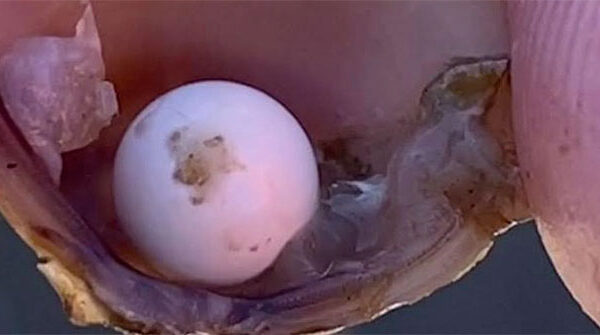 Nhóm học sinh vô tình phát hiện ngọc siêu hiếm bên trong con hến