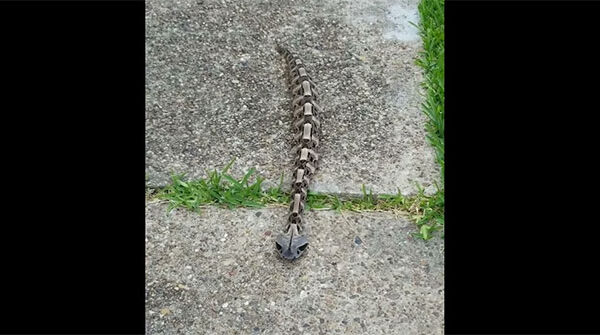 "Bộ xương di động như một con sâu" này lại chính là sinh vật cực độc ở châu Phi