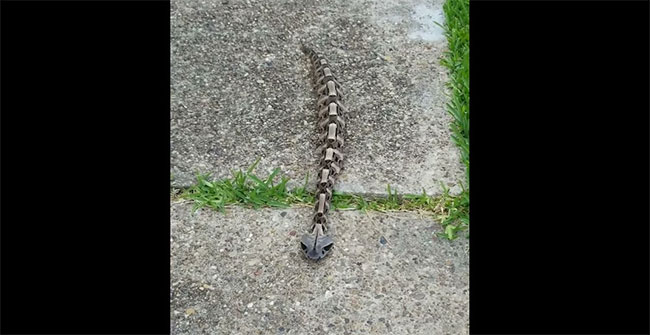 “Bộ xương di động như một con sâu” này lại chính là sinh vật cực độc ở châu Phi