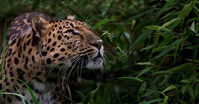 Tới đây, những loài vật nào sẽ bị tuyệt chủng?