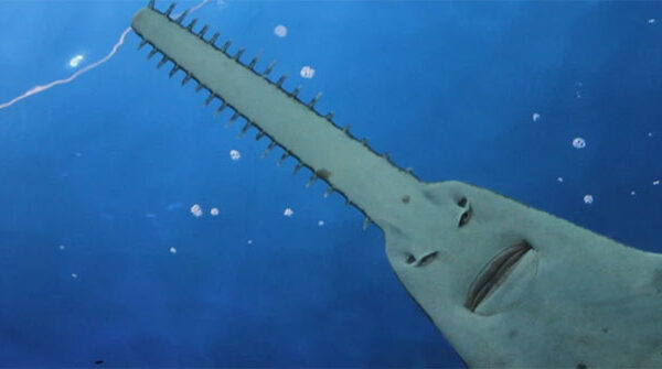 Cá đao - Loài cá tồn tại từ thời tiền sử đến nay