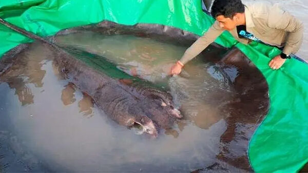 Ngư dân Campuchia bắt được cá nước ngọt lớn nhất thế giới trên sông MeKong