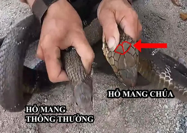 Hổ mang chúa có phần vảy đầu rất khác biệt so với các loài rắn hổ mang thông thường.