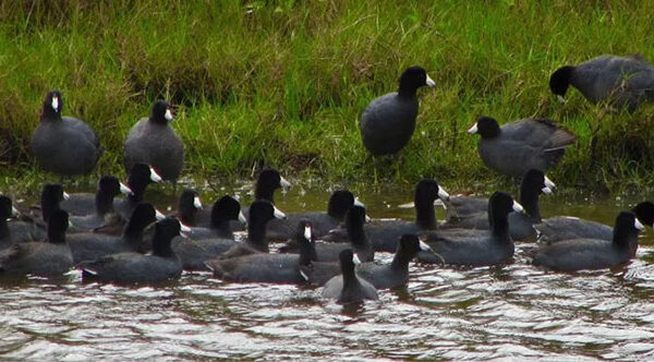 Loài chim xưa "tiến vua", nay thành món ăn quý hiếm, đại bổ và đắt đỏ