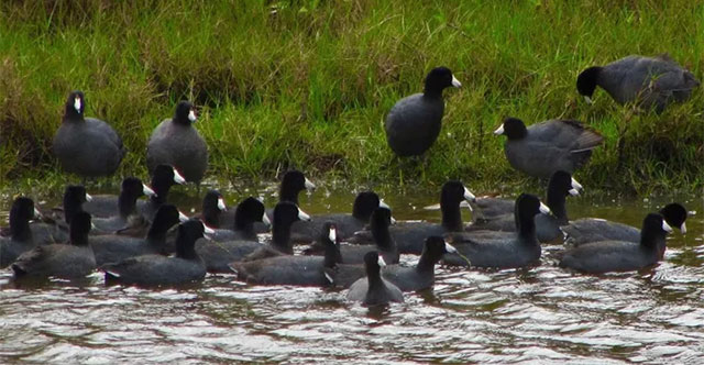 Loài chim xưa “tiến vua”, nay thành món ăn quý hiếm, đại bổ và đắt đỏ