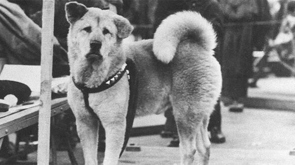 Những chuyện ít người biết về Hachiko - chú chó đứng ở sân ga 10 năm đợi chủ