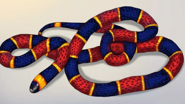 5 mẹo dân gian khiến rắn sẽ không dám bén mảng tới gần nhà bạn