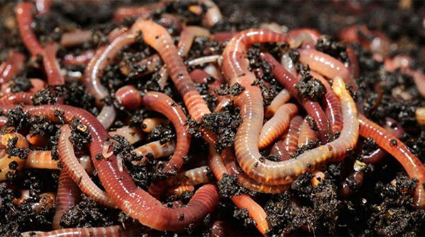 Thiên tài Darwin ngạc nhiên về trí thông minh của loài giun đất
