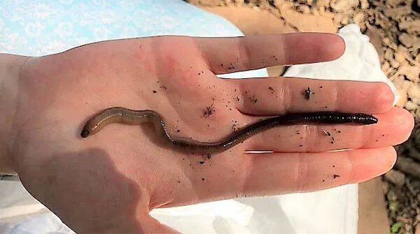 Cận cảnh loài giun từ châu Á đang khiến cả nước Mỹ "đau đầu"