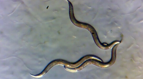 Giới khoa học phát hiện giun sống gần Chernobyl phát triển "siêu năng lực" mới