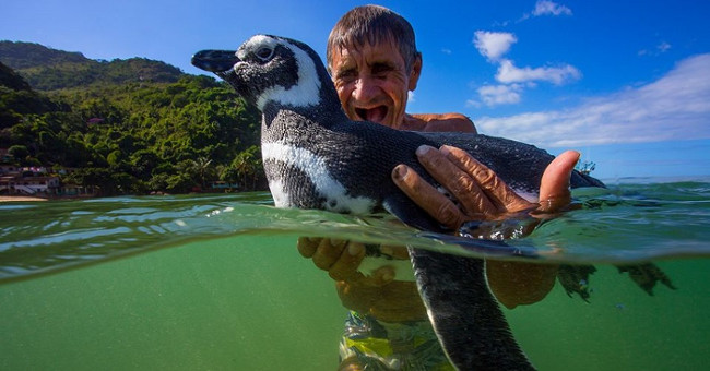 Sự thật phía sau câu chuyện “Chú chim cánh cụt vượt 8.000km mỗi năm để về thăm ân nhân”