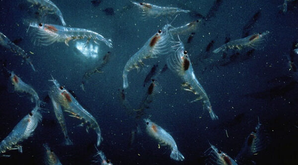 Trung Quốc vô tình phát hiện "mỏ vàng giấu dưới biển sâu": Trữ lượng khủng có thể nuôi sống 1,4 tỷ người