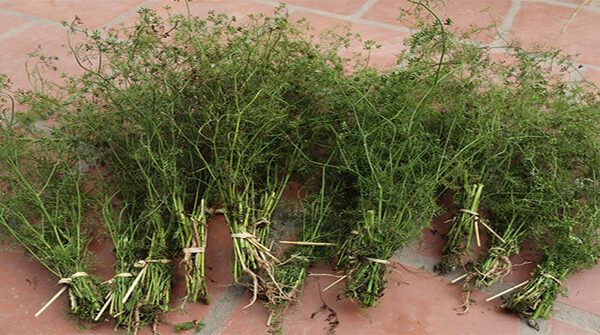 Tìm hiểu về tục tắm lá mùi chiều 30 Tết