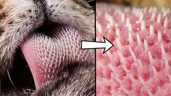 Cận cảnh chiếc lưỡi đầy "gai nhọn" của loài hổ, cuối cùng ta cũng hiểu tại sao chúng được gọi là chúa tể rừng xanh