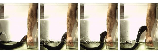 Bề mặt cơ thể lươn điện được phủ một lớp tế bào đặc biệt gọi là điện di.