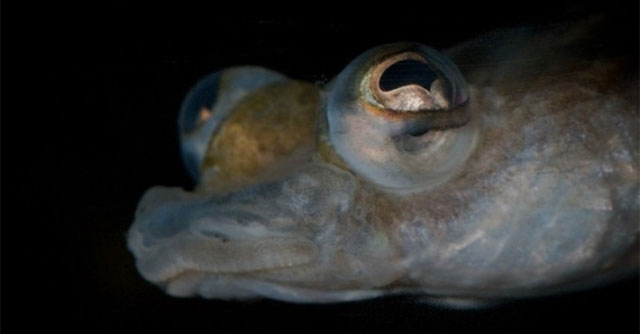 Những cặp mắt dị thường nhất của động vật (I)