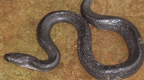 Phát hiện loài rắn mới tại Đăk Nông, Việt Nam
