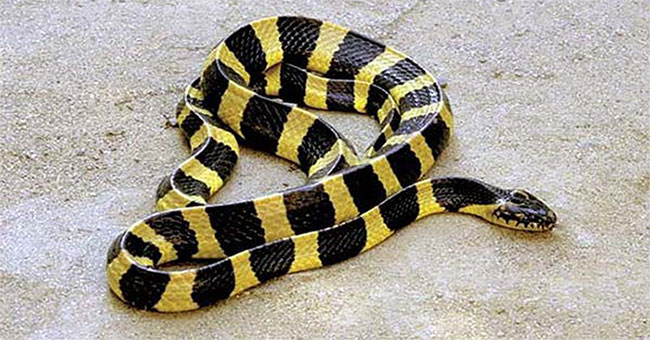 Cách phân biệt rắn cạp nong và rắn cạp nia