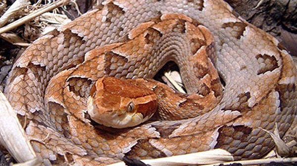Rắn chàm quạp cực độc nhưng dễ bị nhầm lẫn với sinh vật này: Cách phân biệt nhanh, rất dễ!