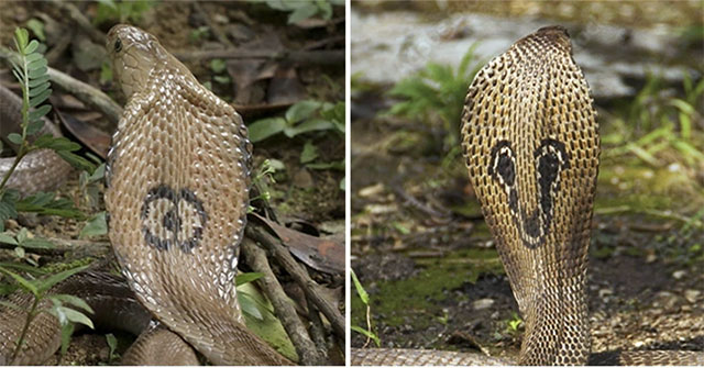 Những loài rắn hổ mang cực độc phân bố tại Việt Nam