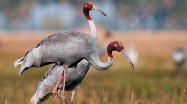 Sếu đầu đỏ - Loài chim biết bay cao nhất thế giới