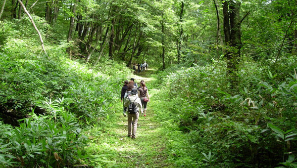 Shinrin-yoku: Cách người Nhật dùng thiên nhiên chữa bệnh