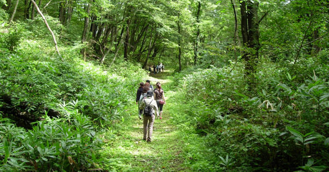 Shinrin-yoku: Cách người Nhật dùng thiên nhiên chữa bệnh