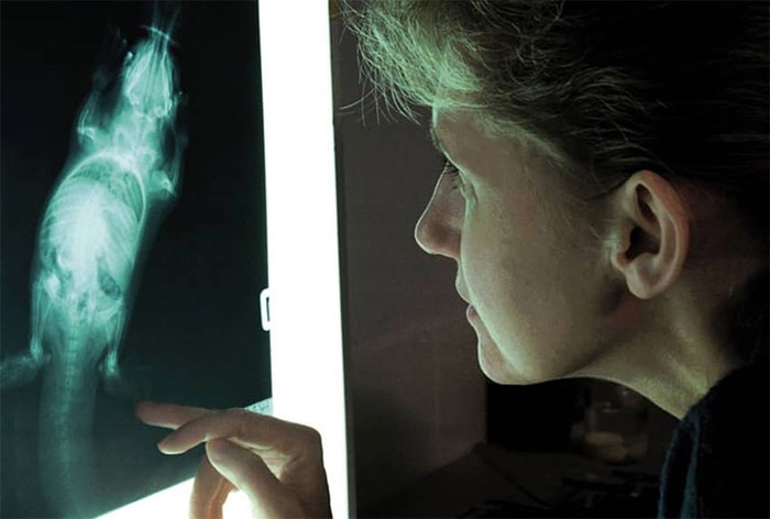 Thú mỏ vịt có cuống họng, kết nối trực tiếp đến ruột