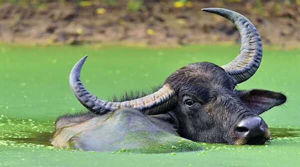 Khám phá bí mật của loài trâu nước