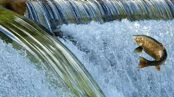 Hành trình sinh tử: Vượt qua muôn trùng thử thách trên con đường di cư của cá hồi!