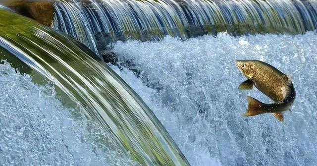 Hành trình sinh tử: Vượt qua muôn trùng thử thách trên con đường di cư của cá hồi!