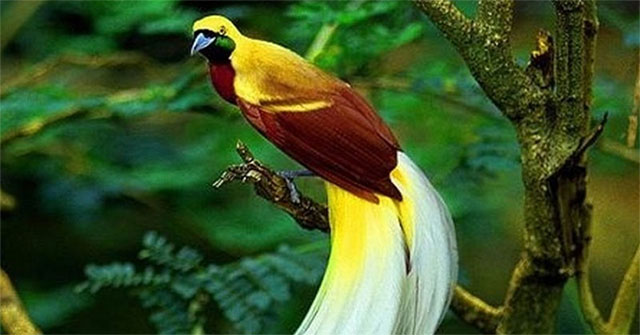 11 loại chim đẹp nhất hành tinh