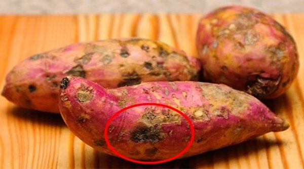 Tại sao có những củ khoai lang bị hà hay bị cứng?