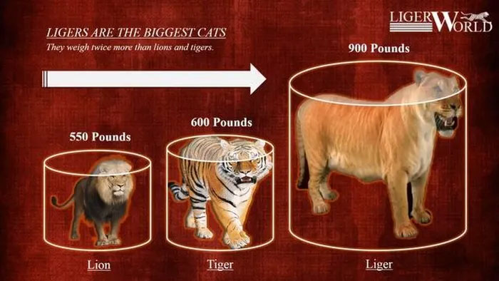 liger Theo các chuyên gia thú y, liger là loài thú được lai giữa sư tử đực và hổ cái.
