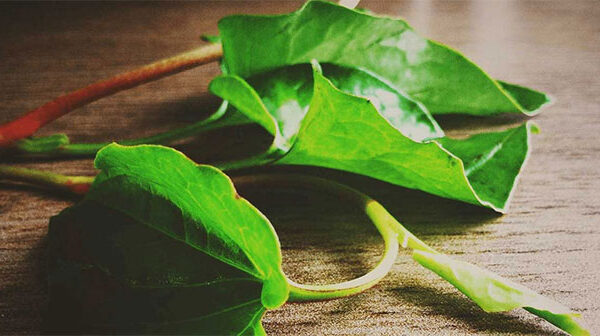 Loại lá vị tanh nồng là "thuốc hạ đường huyết" cực nhạy, mọc đầy ở bờ ruộng của người Việt
