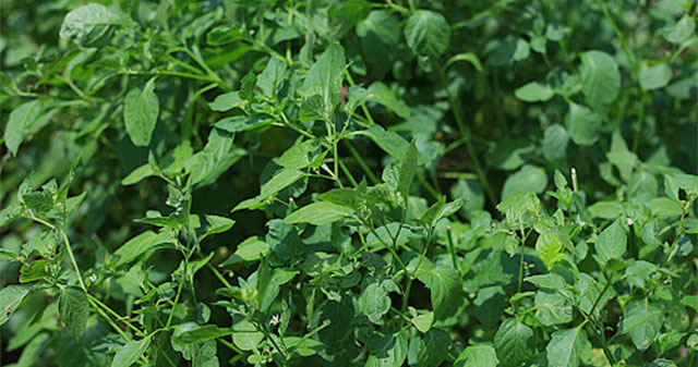 Loại lá từng là cỏ mọc hoang, nay quý như “đặc sản”: Giàu vitamin, chống ung thư, tiểu đường hiệu quả