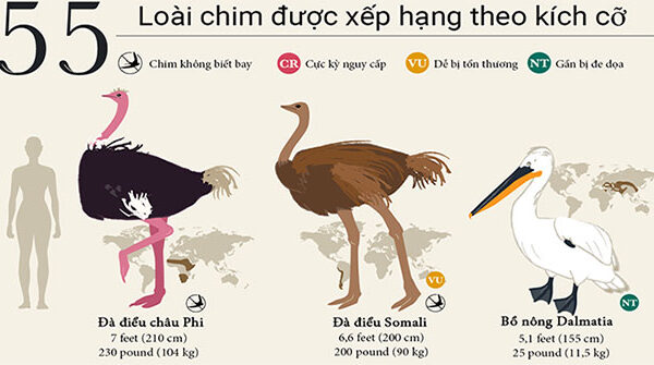 55 loài chim được xếp hạng từ lớn đến nhỏ trên thế giới