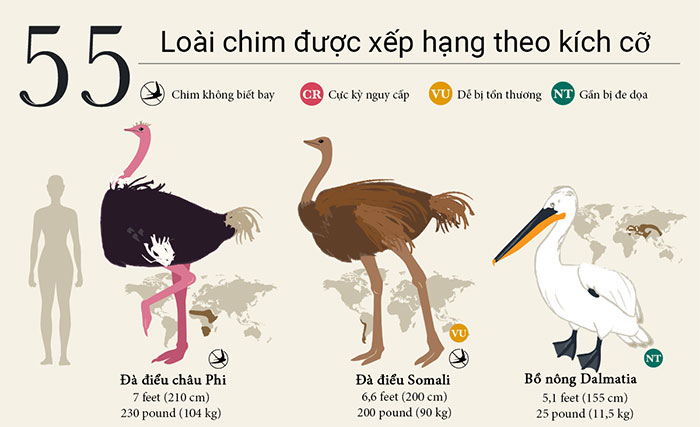 xep-hang-kich-co-cac-loai-chim Phân loại kích cỡ các loài chim