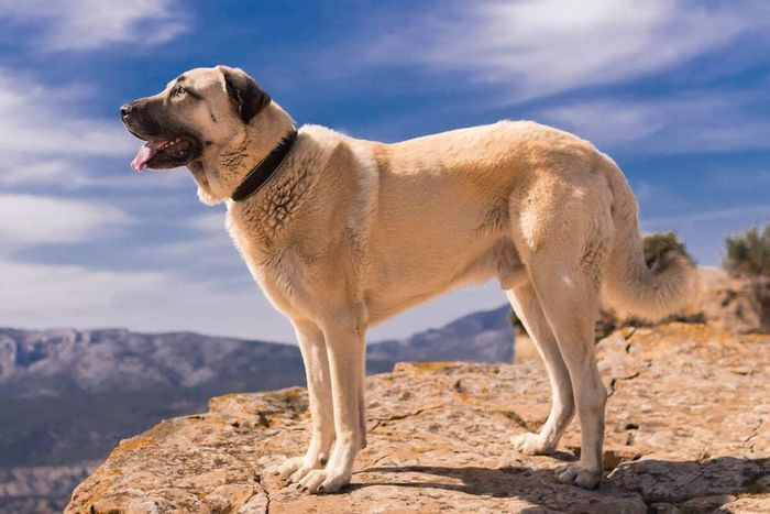 cho-kangal Chó Kangal được sử dụng để bảo vệ gia súc ở Thổ Nhĩ Kỳ.