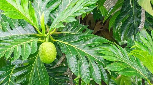 Loại lá là "dược liệu vàng" giúp hạ đường huyết, thanh lọc thận, đào thải axit uric, ngừa cả bệnh tim